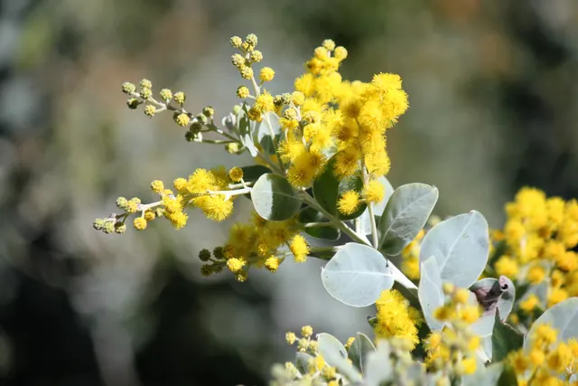 Acacia dealbata — katalog fotoğrafı