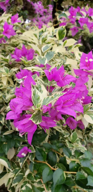 Bougainvillea ‘Variegata’ — katalog fotoğrafı