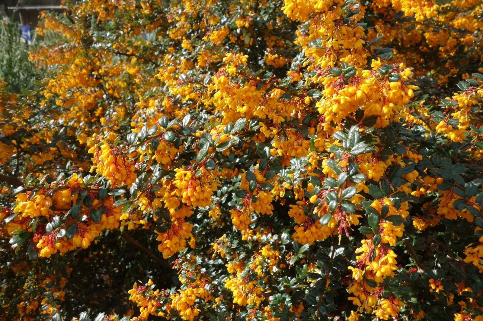 Berberis darwinii — katalog fotoğrafı