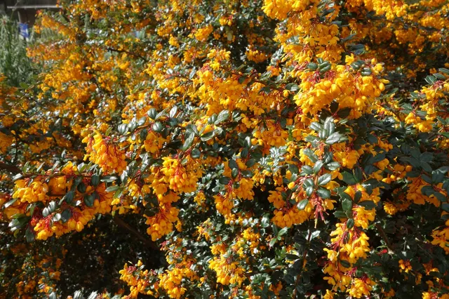 Berberis darwinii — katalog fotoğrafı