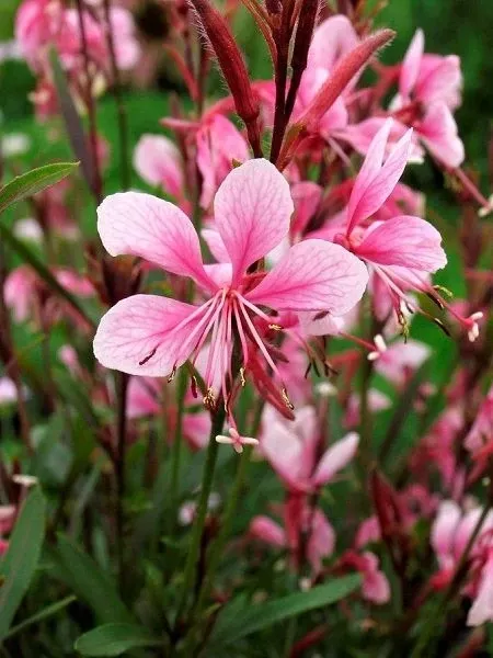 Gaura lindheimeri ‘Rosea’ — katalog fotoğrafı