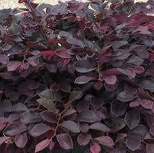 Loropetalum chinense var. rubrum ‘Fede’ — katalog fotoğrafı