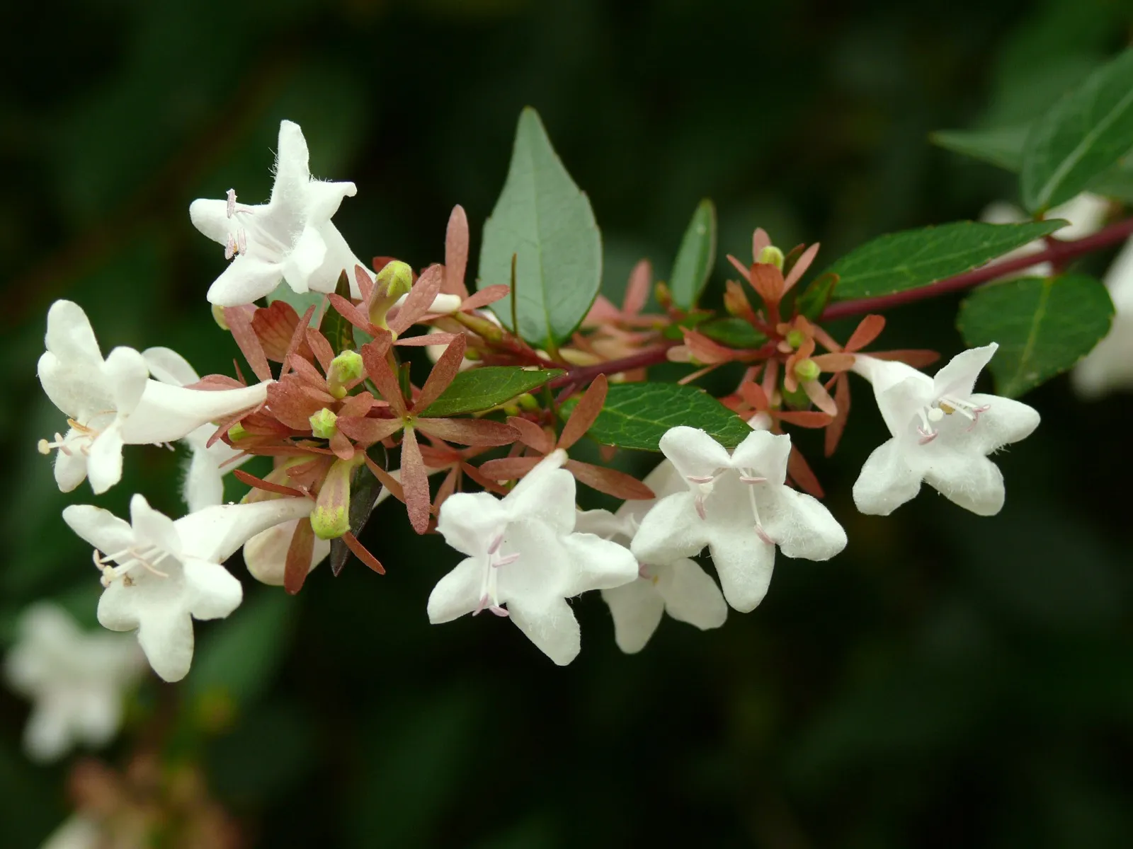 Abelia × grandiflora — katalog fotoğrafı