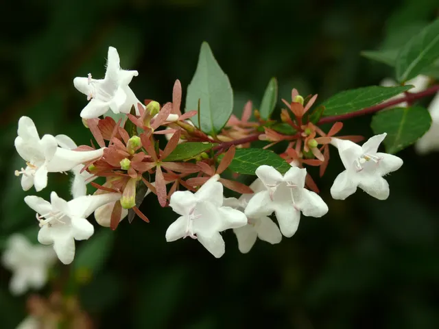 Abelia × grandiflora — katalog fotoğrafı