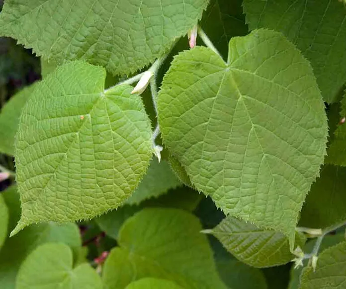 Tilia platyphyllos — katalog fotoğrafı