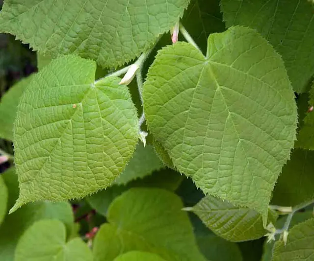 Tilia platyphyllos — katalog fotoğrafı