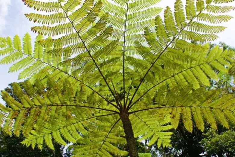 Cyathea australis — katalog fotoğrafı