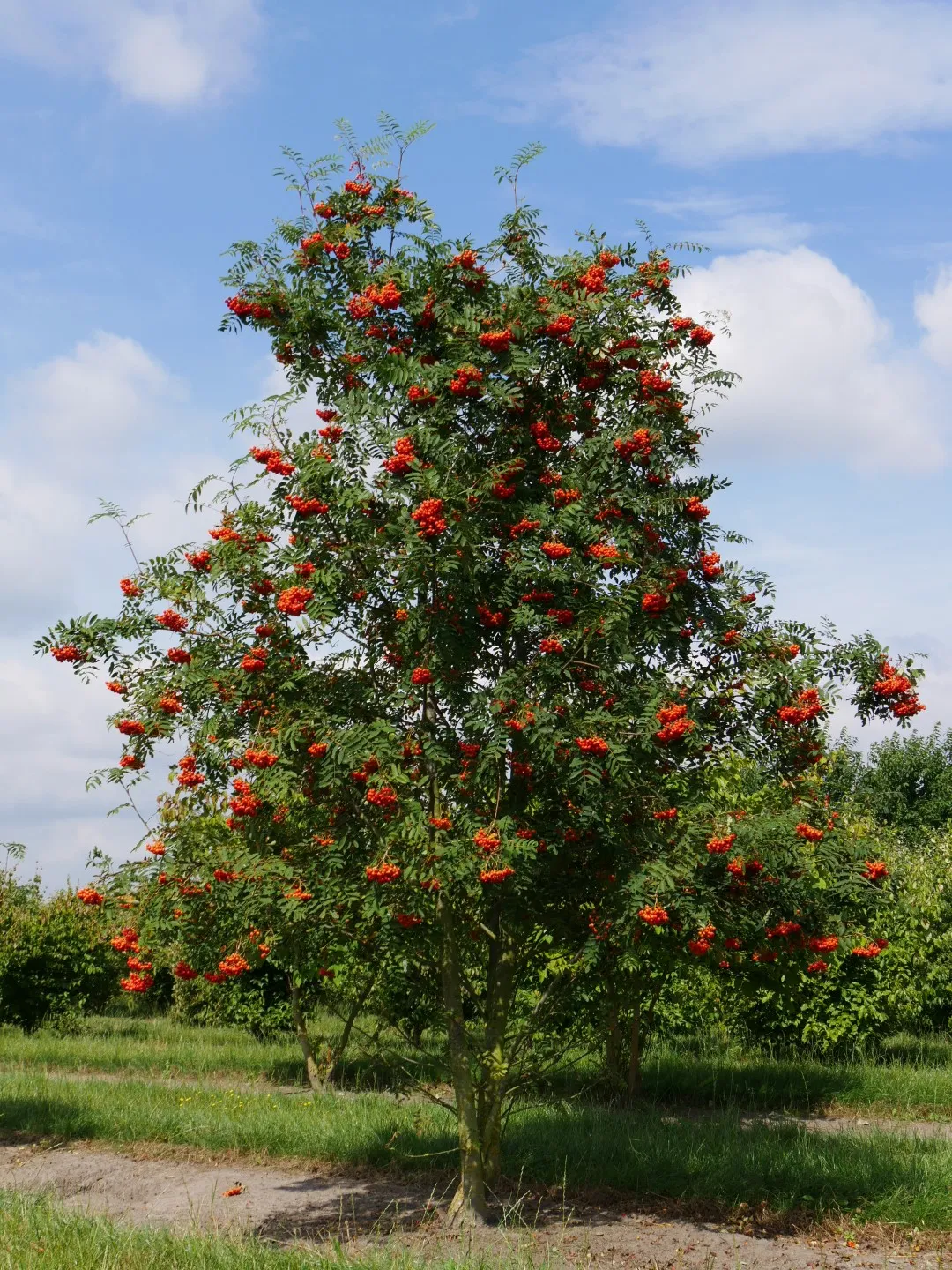 Sorbus aucuparia — katalog fotoğrafı