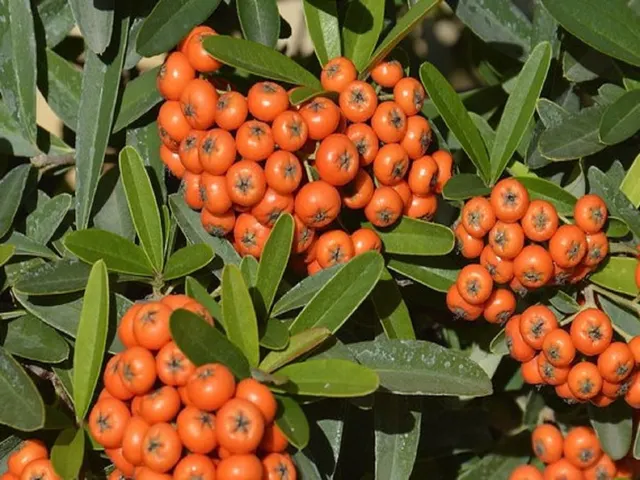 Pyracantha ‘Navaho’ — katalog fotoğrafı