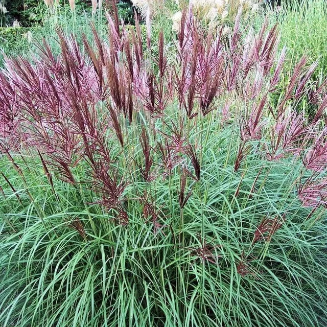 Miscanthus sinensis ‘Ferner Osten’ — katalog fotoğrafı