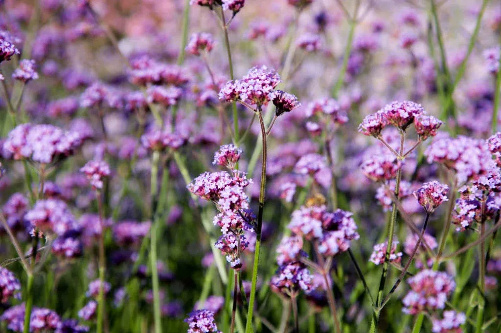 Verbena bonariensis — katalog fotoğrafı