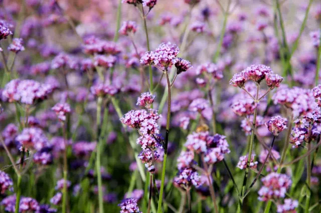 Verbena bonariensis — katalog fotoğrafı