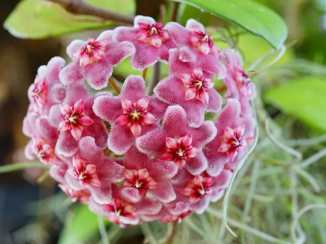 Hoya carnosa — katalog fotoğrafı