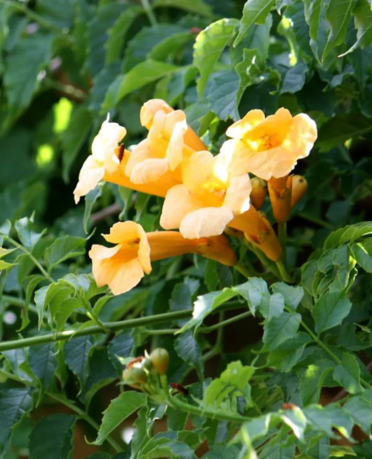 Campsis radicans ‘Yellow Trumpet’ — katalog fotoğrafı