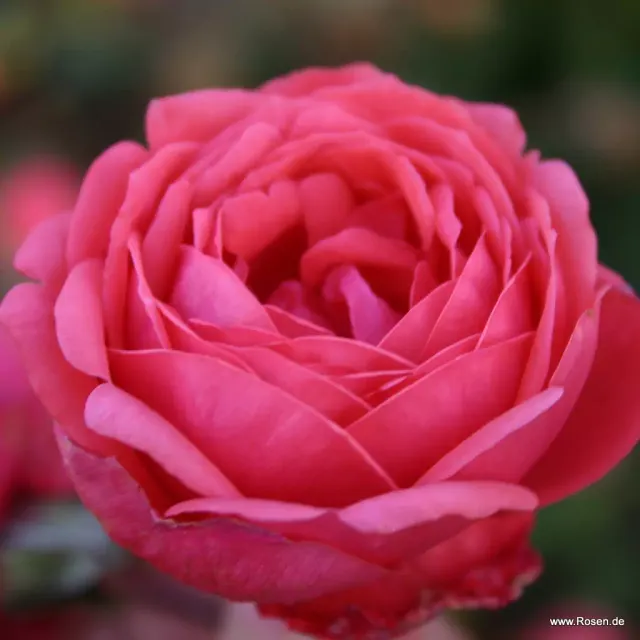 Gartenprinzessin Marie-José® — katalog fotoğrafı