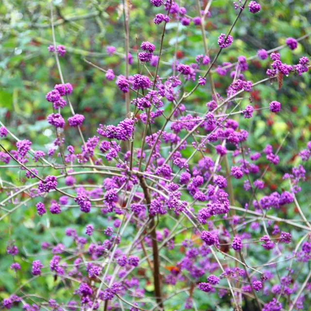 Callicarpa bodinieri var. giraldii — katalog fotoğrafı