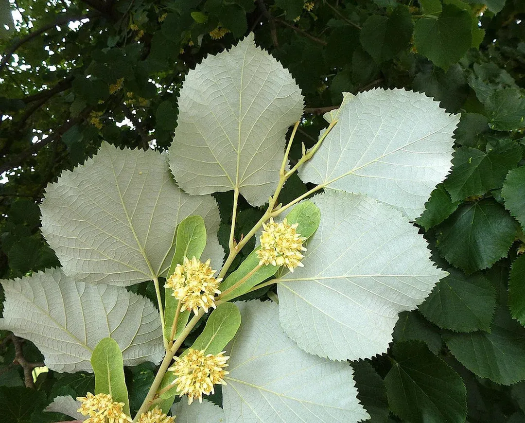 Tilia tomentosa — katalog fotoğrafı