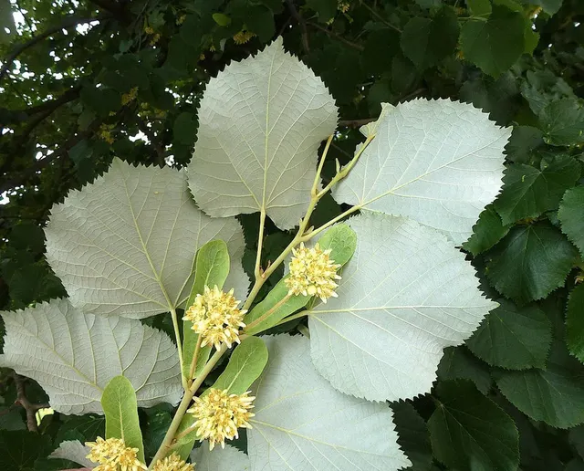 Tilia tomentosa — katalog fotoğrafı