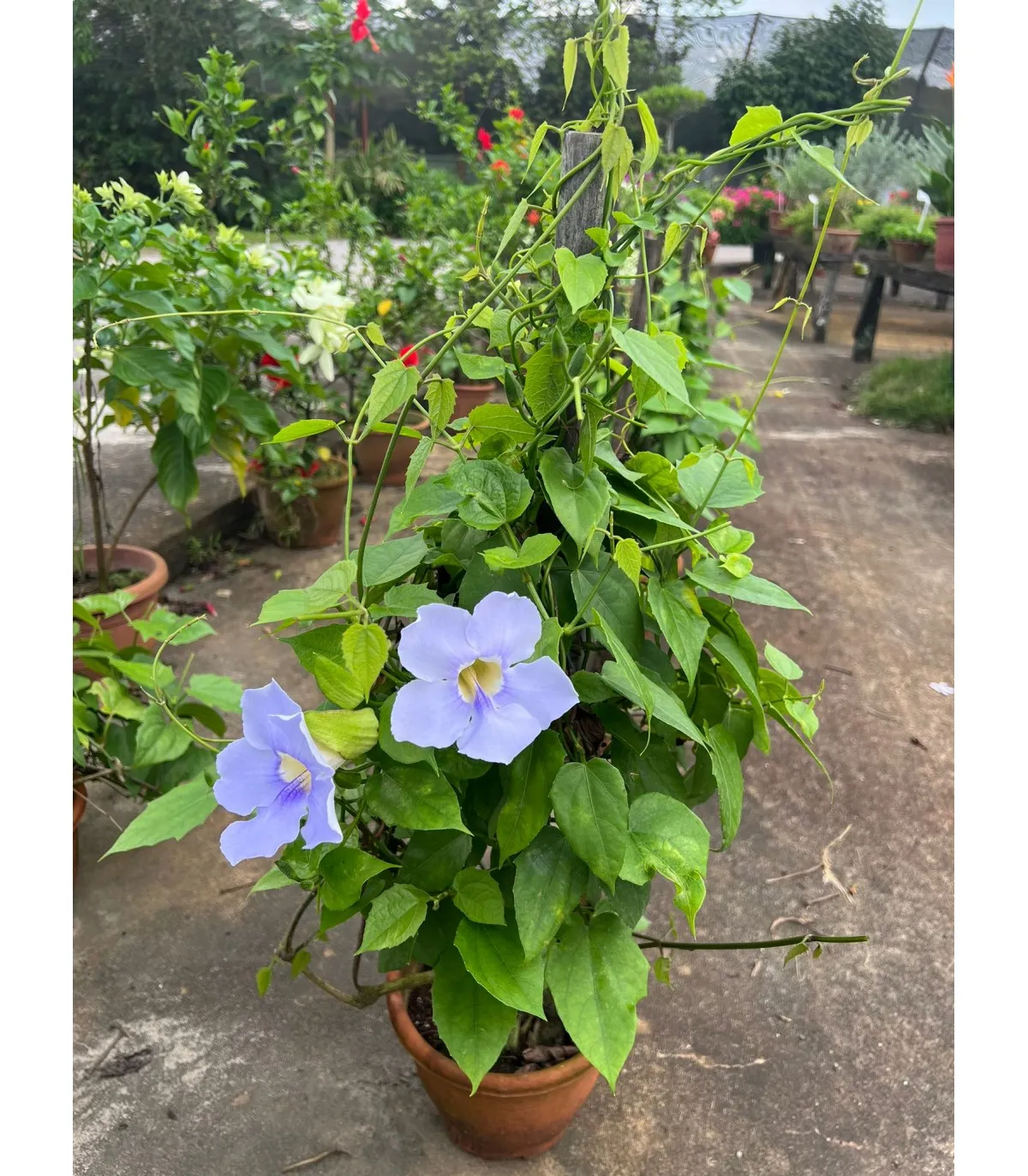 Thunbergia grandiflora — katalog fotoğrafı