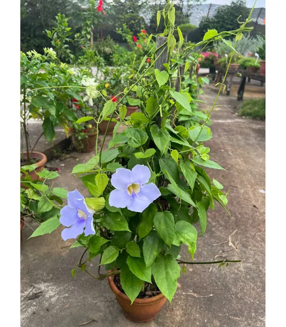 Thunbergia grandiflora — katalog fotoğrafı