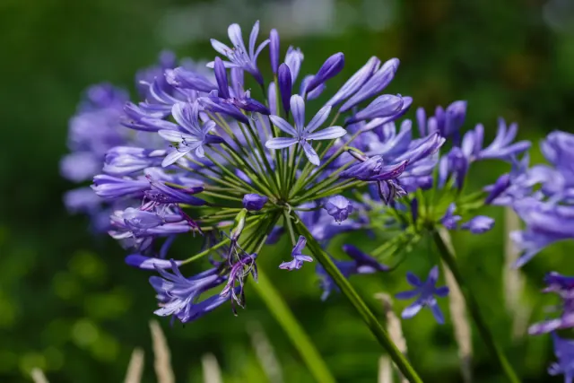 Agapanthus umbellatus ‘Ovatus’ — katalog fotoğrafı
