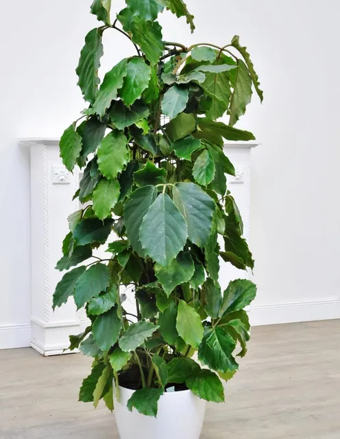 Tetrastigma voinierianum — katalog fotoğrafı