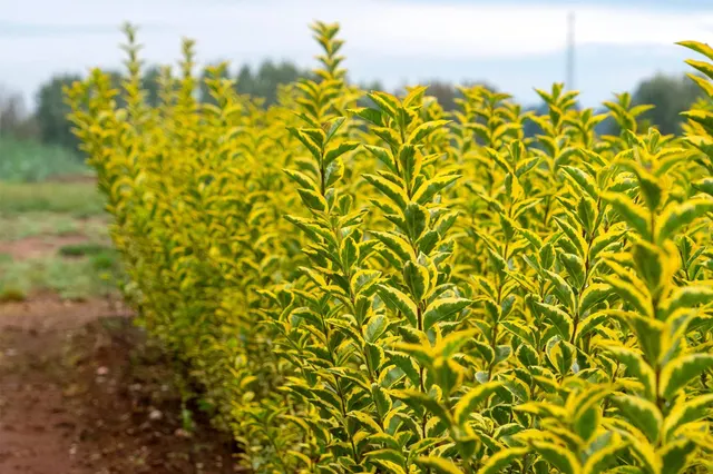 Ligustrum ovalifolium ‘Aureum’ — katalog fotoğrafı