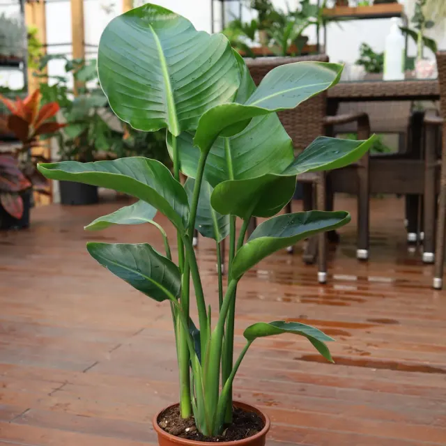 Strelitzia nicolai — katalog fotoğrafı