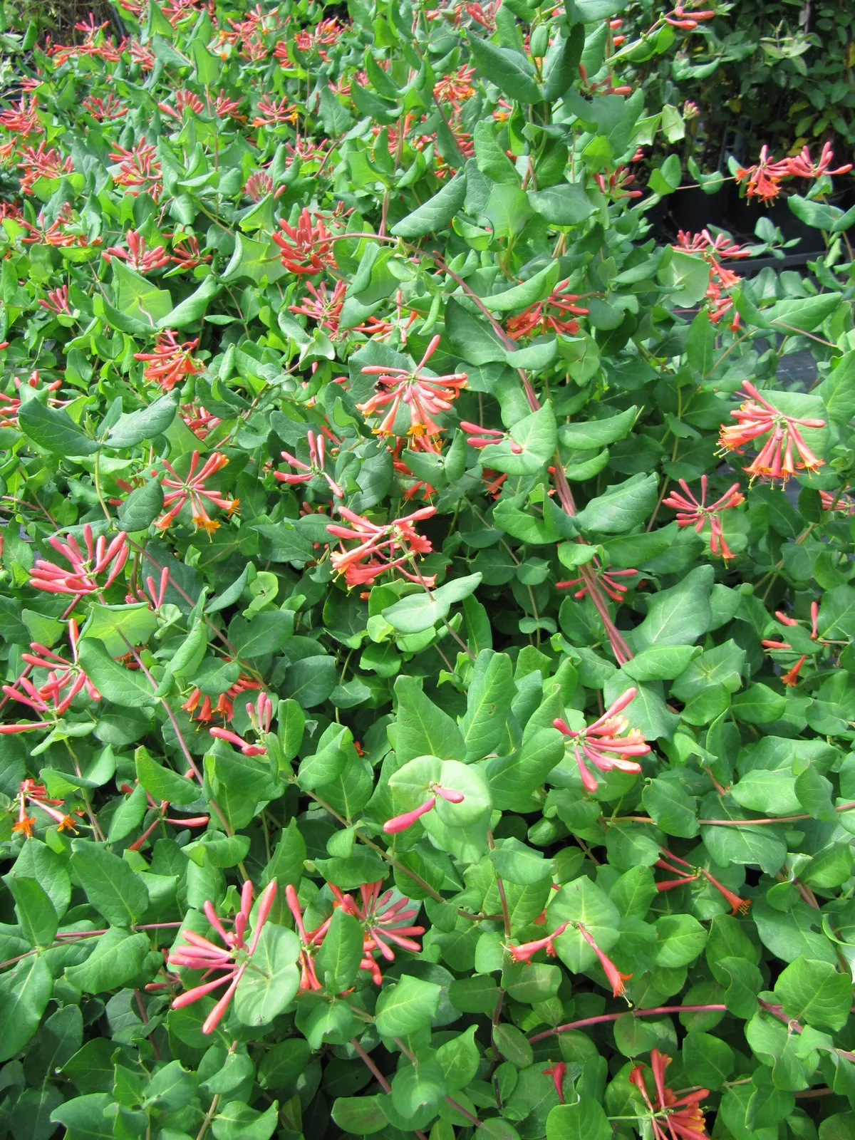 Lonicera × brownii ‘Dropmore Scarlet’ — katalog fotoğrafı