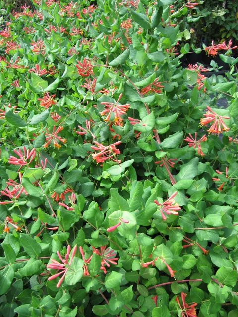 Lonicera × brownii ‘Dropmore Scarlet’ — katalog fotoğrafı