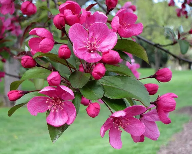 Malus ‘Profusion’ — katalog fotoğrafı