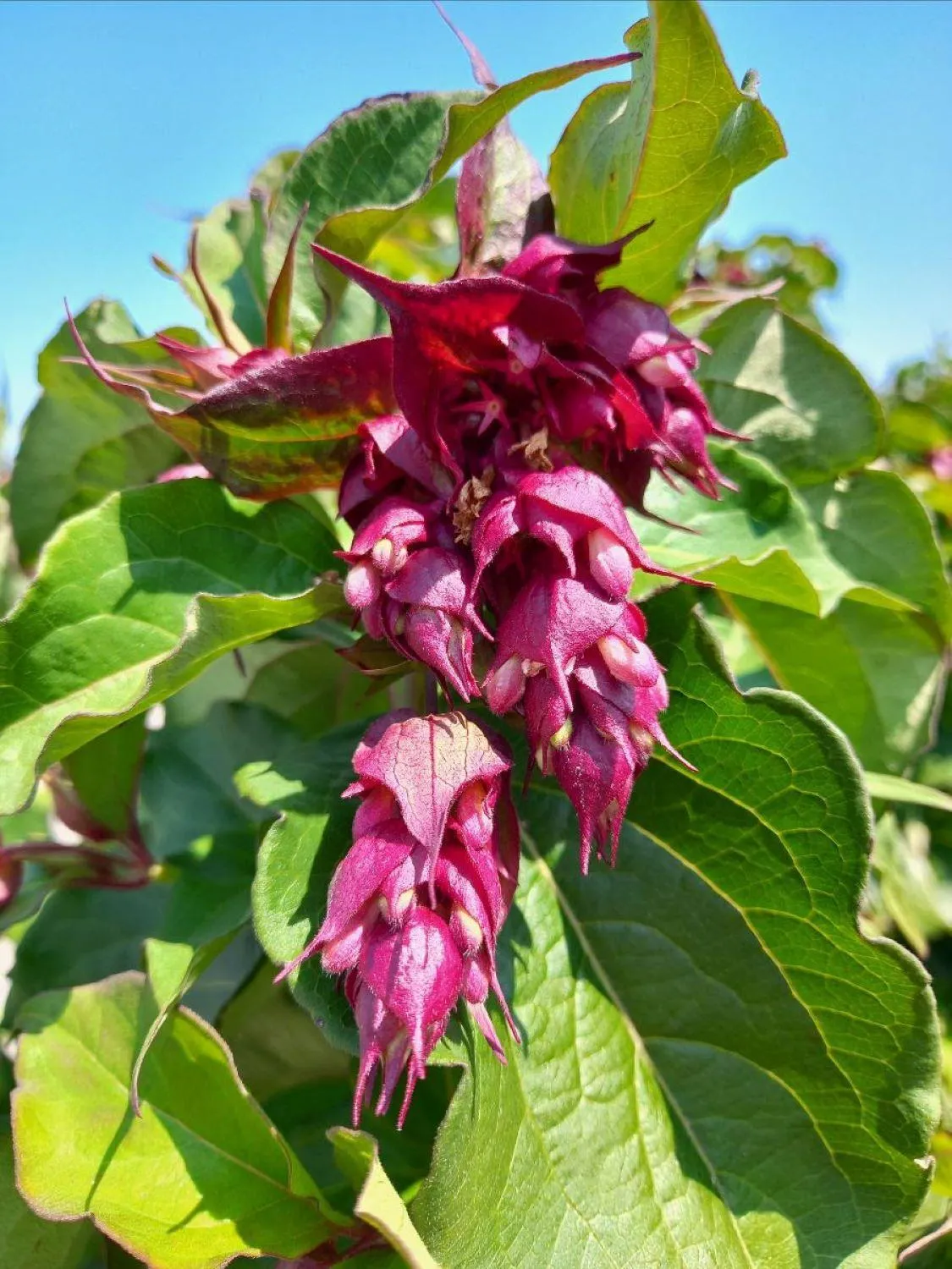 Leycesteria formosa — katalog fotoğrafı